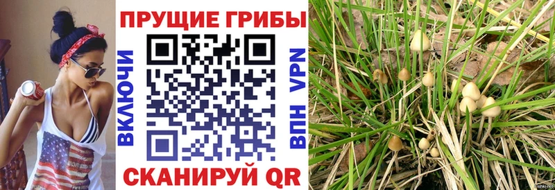 Псилоцибиновые грибы ЛСД Кимры